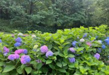 “지금이 딱! 수국길을 걷는 가장 아름다운 순간, 수국 보러 오세요”